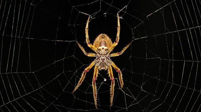 Get rid of spiders in your office